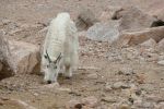 PICTURES/Mt. Evans - Idaho Springs, Colorado/t_Goat14.JPG